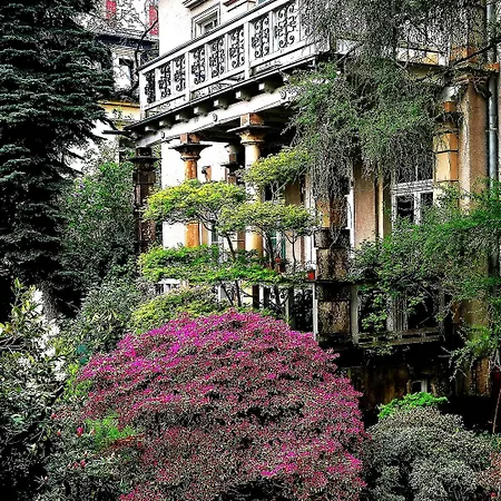 Taxus Dresden